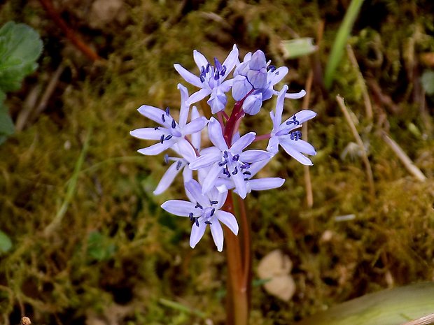 scila Scilla sp.