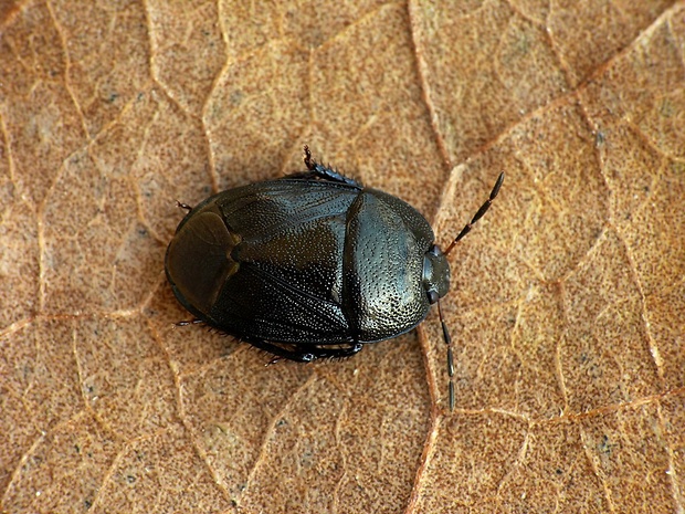 hrabavica (sk) / hrabulka (cz) Sehirus luctuosus Mulsant & Rey, 1866