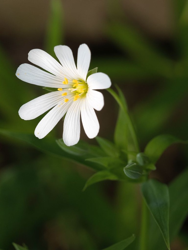 hviezdica veľkokvetá Stellaria holostea L.