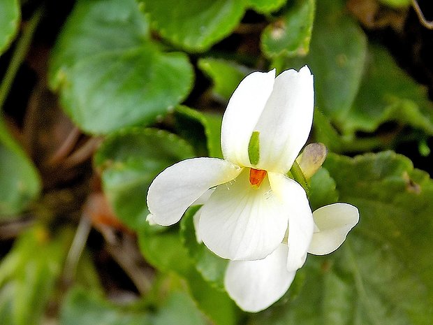 fialka voňavá-albin Viola odorata L.