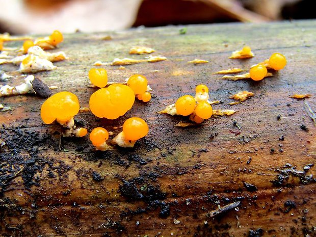 slzovec Dacrymyces sp.