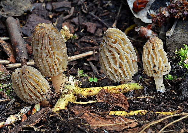 smrčok kužeľovitý Morchella conica Pers.