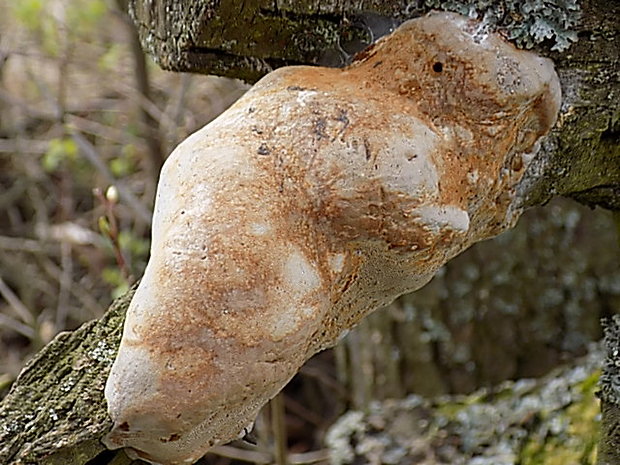 ohňovec slivkový Phellinus pomaceus (Pers.) Maire