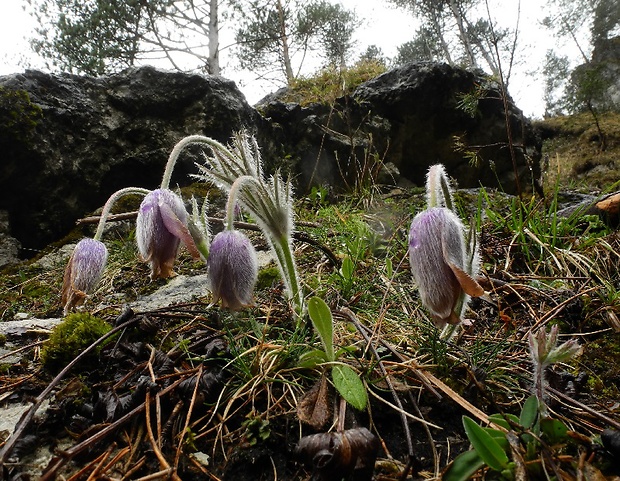 poniklec slovenský Pulsatilla slavica G. Reuss