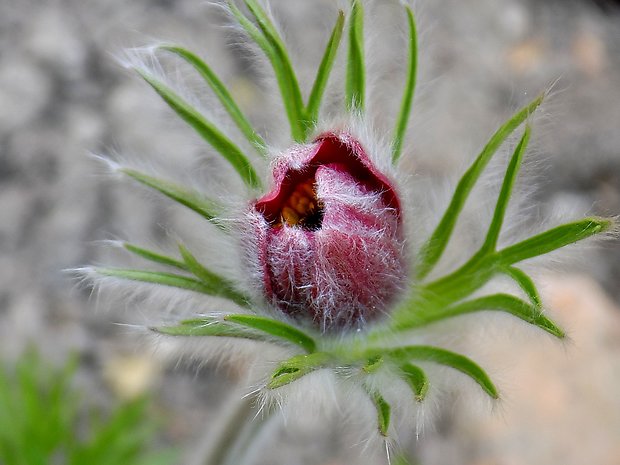 poniklec Pulsatilla sp.