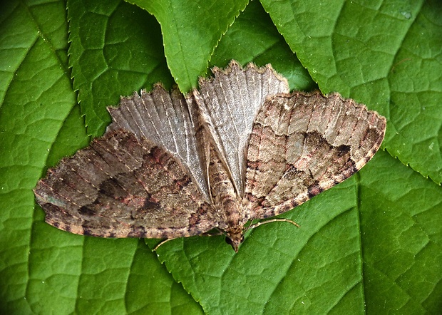 piadivka jaskynná Triphosa dubitata