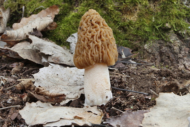 smrčkovec český Verpa bohemica (Krombh.) J. Schröt.