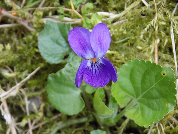 fialka Viola sp.