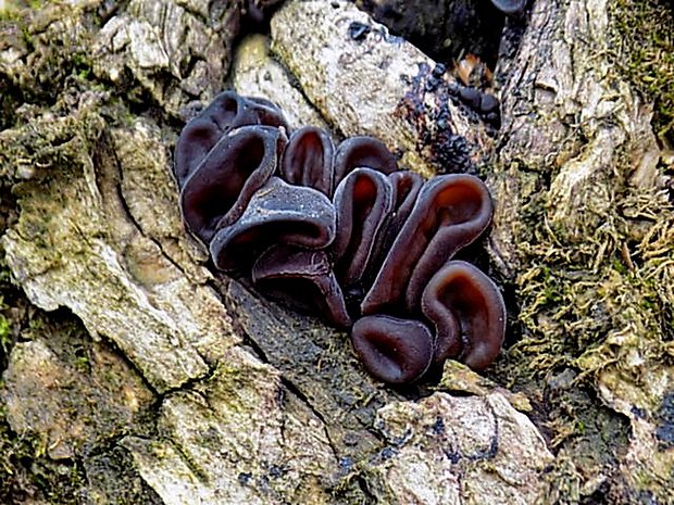 uchovec bazový Auricularia auricula-judae (Bull.) Quél.