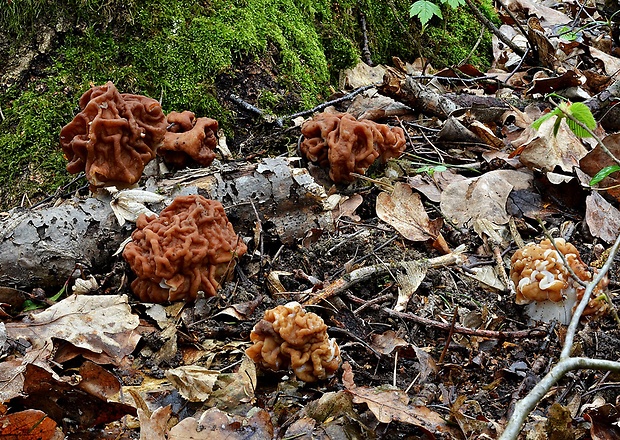 ušiak obrovský Gyromitra gigas (Krombh.) Cooke