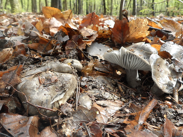 šťavnačka marcová Hygrophorus marzuolus (Fr.) Bres.