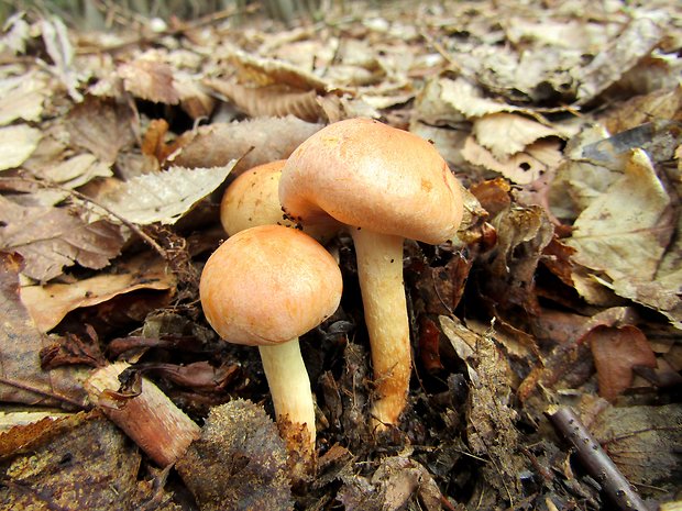 strapcovka zväzkovitá Hypholoma fasciculare (Huds.) P. Kumm.