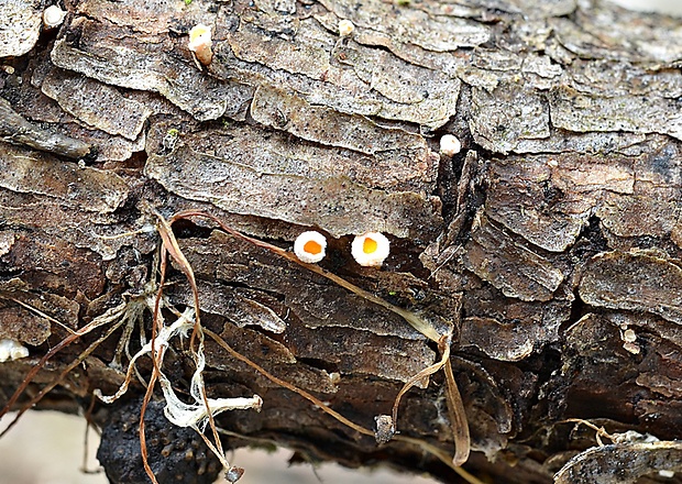 vlnuška Lachnellula sp.