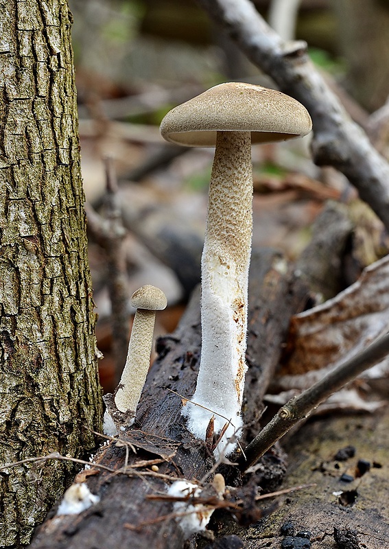 trúdnik strapkatý Lentinus substrictus (Bolton) Zmitr. & Kovalenko