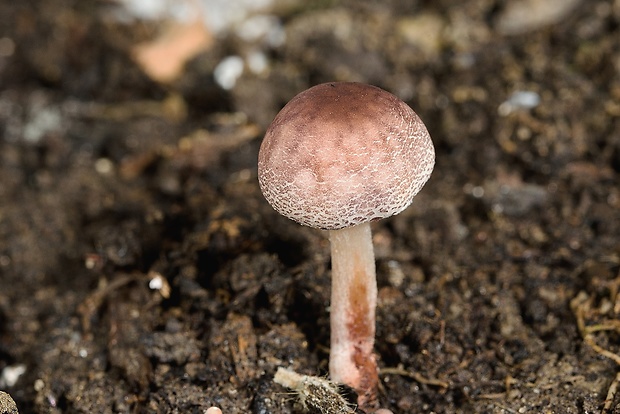 bedľovec Leucocoprinus sp.