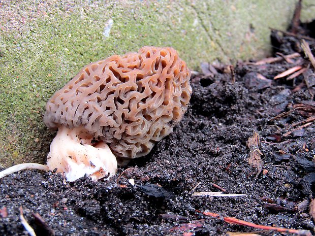 smrčok Morchella sp.