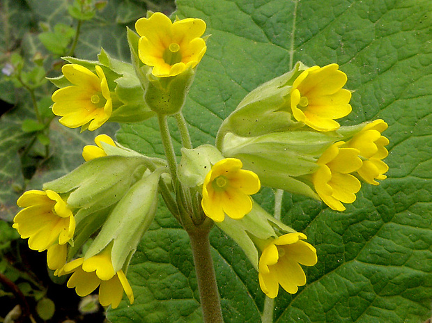 prvosienka jarná Primula veris subsp. canescens L.