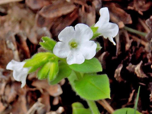 pľúcnik lekársky-albín Pulmonaria officinalis L.