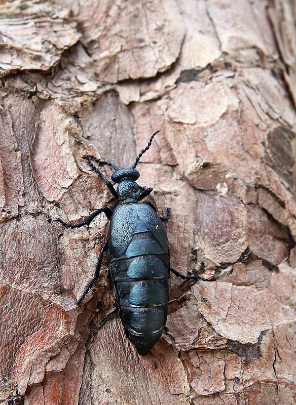 májka fialová  Meloe violaceus