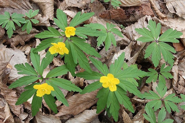 veternica iskerníkovitá Anemone ranunculoides L.