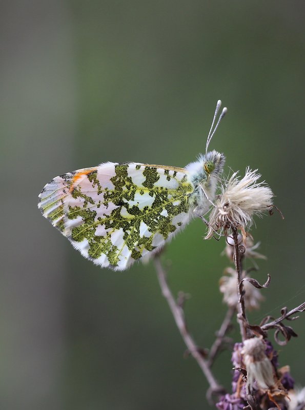 mlynárik žeruchový  Anthocharis cardamines