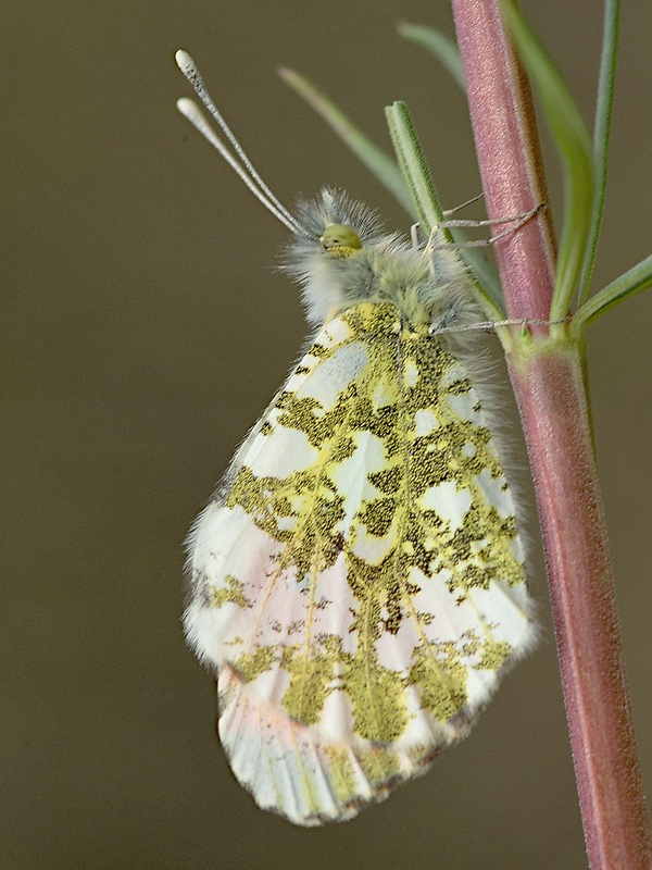 mlynárik žeruchový Anthocharis cardamines