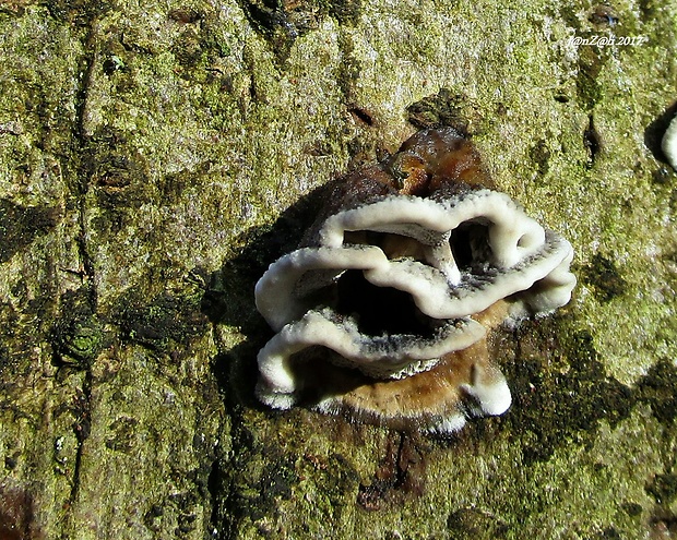 sivopórovka tmavá Bjerkandera adusta (Willd.) P. Karst.