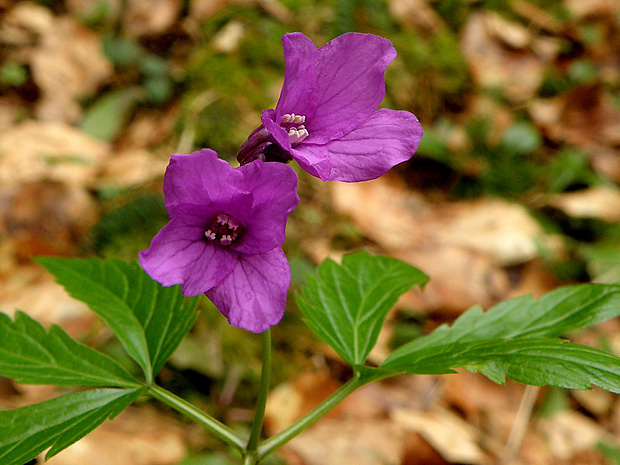 zubačka žliazkatá Dentaria glandulosa Waldst. et Kit. ex Willd.