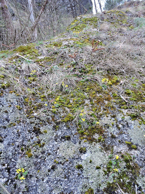 chudôbka vždyzelená - biotop Draba aizoides