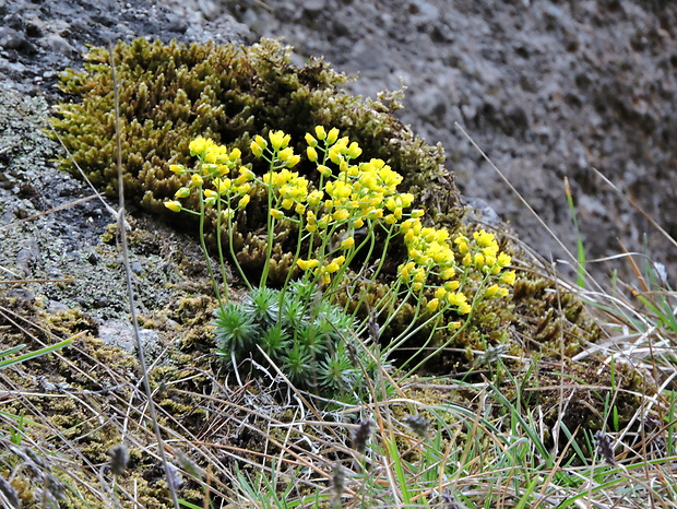 chudôbka drsnoplodá pravá Draba lasiocarpa subsp. lasiocarpa