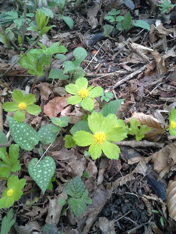 hviezdnatec čemericový Hacquetia epipactis (Scop.) DC.