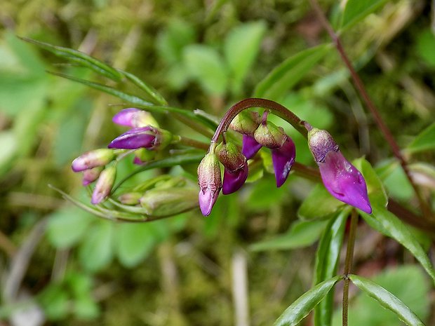 hrachor jarný Lathyrus vernus (L.) Bernh.