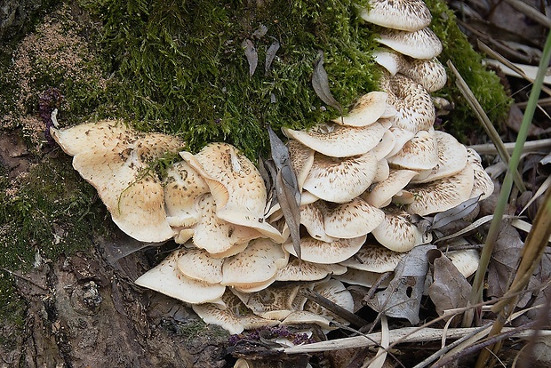 húževnatec tigrovaný Lentinus tigrinus (Bull.) Fr.