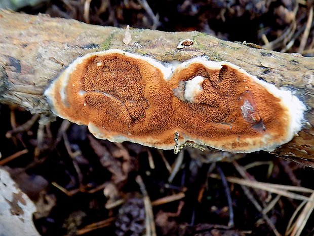 slizopórovka radová Meruliopsis taxicola (Pers.) Bondartsev