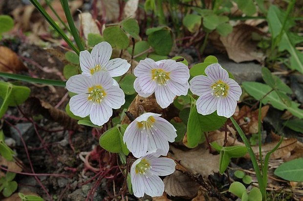 kyslička obyčajná Oxalis acetosella L.