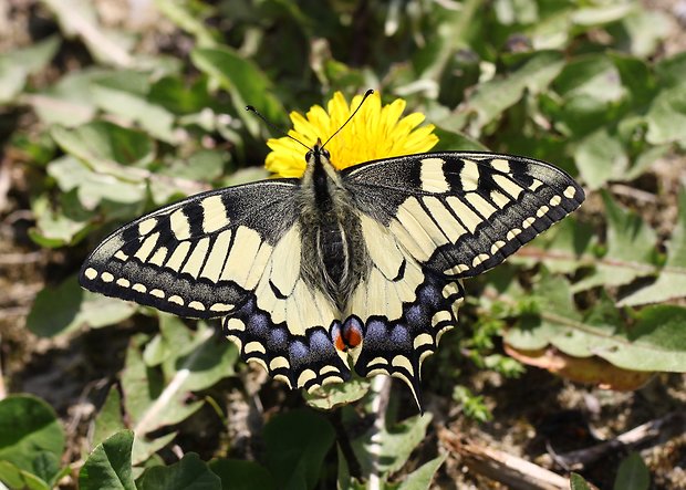 vidlochvost feniklový Papilio machaon