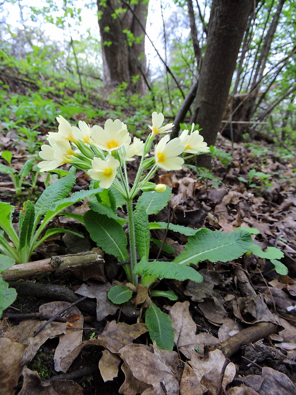 prvosienka Primula acaulis x P. elatior