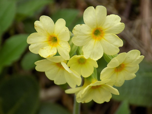 prvosienka vyššia Primula elatior (L.) L.