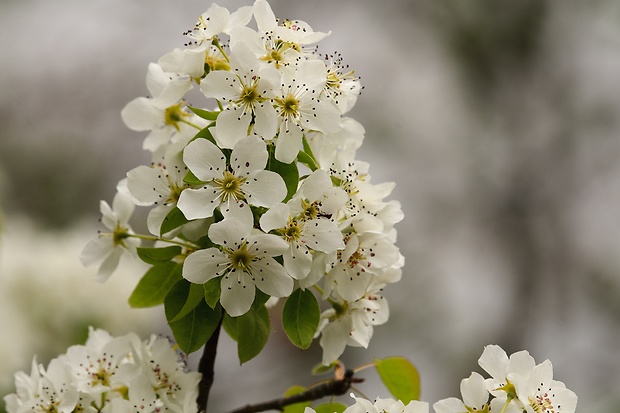 hruška planá Pyrus pyraster (L.) Burgsd.