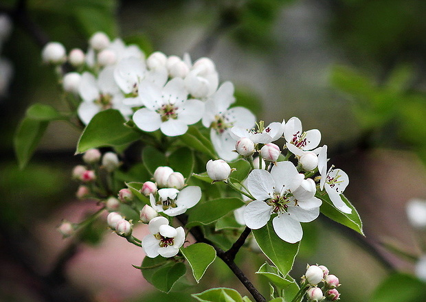 hruška planá Pyrus pyraster (L.) Burgsd.