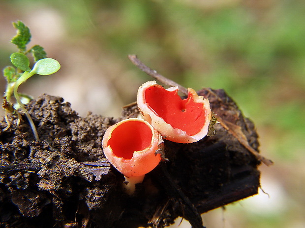 ohnivec Sarcoscypha sp.