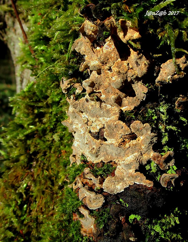 pevník Stereum sp.