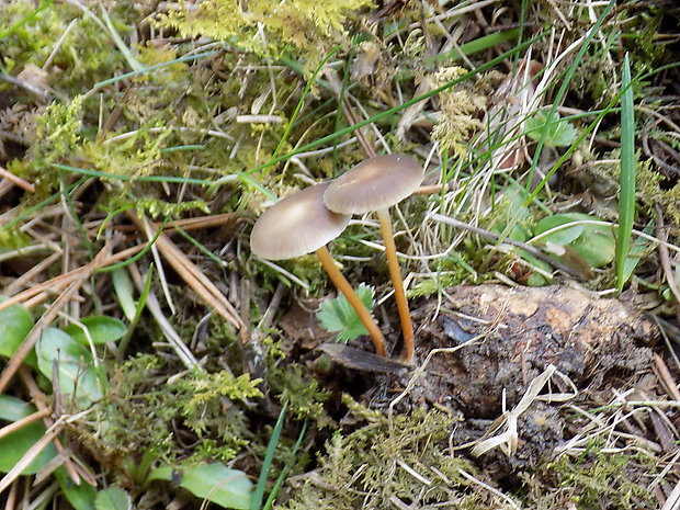 peniazočka smreková Strobilurus esculentus (Wulfen) Singer