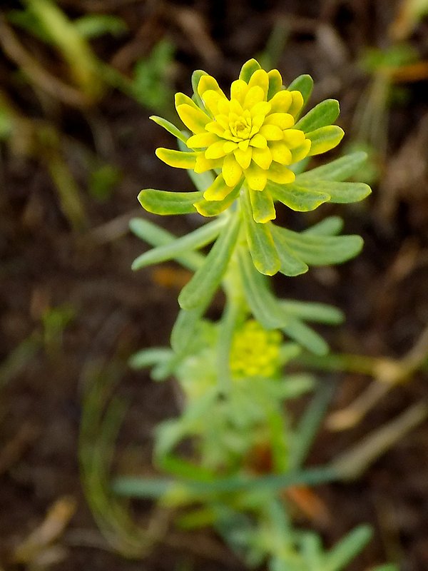 mliečnik chvojkový Tithymalus cyparissias (L.) Scop.