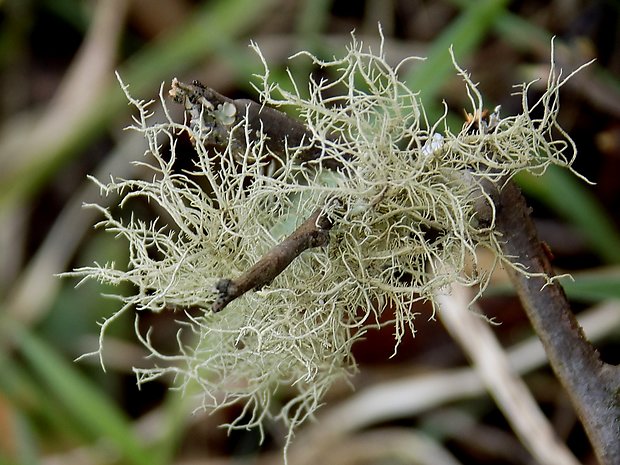 bradatec Usnea sp. Dill. ex Adans.