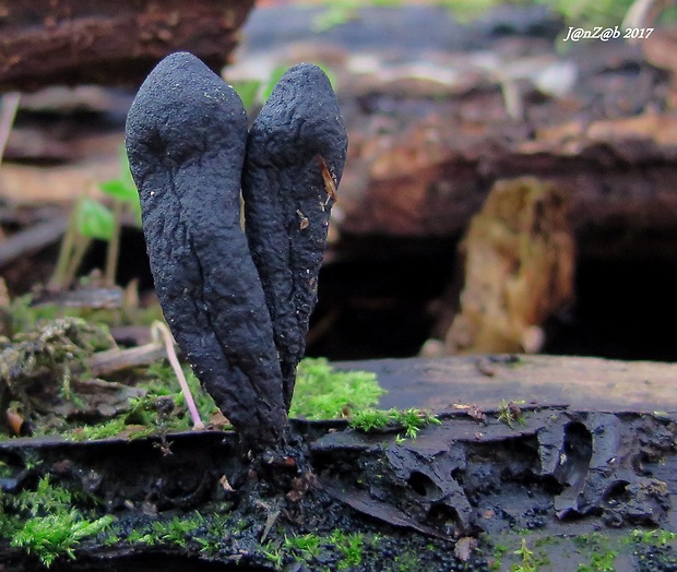 drevnatec Xylaria sp.