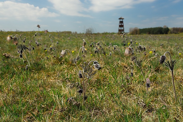 poniklec lúčny český  Pulsatilla pratensis subsp. nigricans