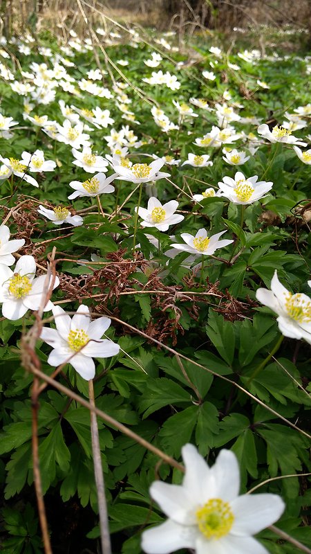 veternica hájna Anemone nemorosa L.