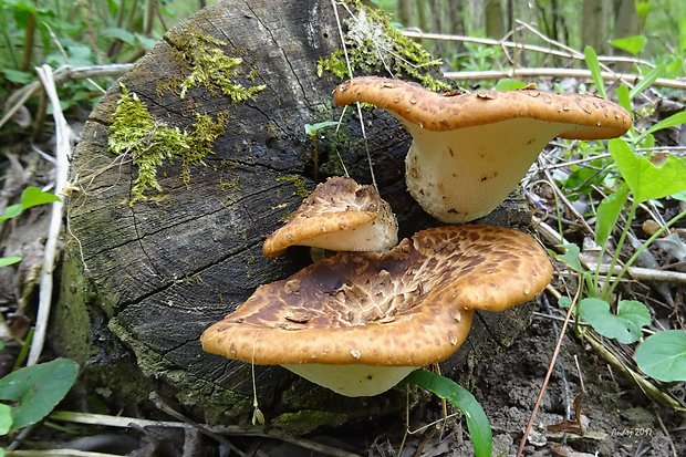 trúdnik šupinatý Cerioporus squamosus (Huds.) Quél.