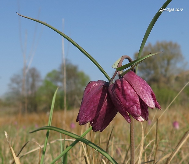 korunkovka strakatá Fritillaria meleagris L.